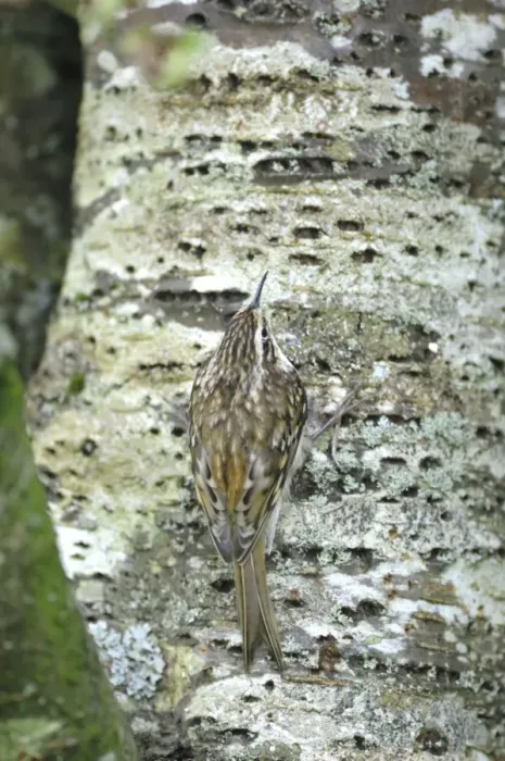Framed Print : Treecreeper - on tree trunk Framed Print : Treecreeper - on tree trunk