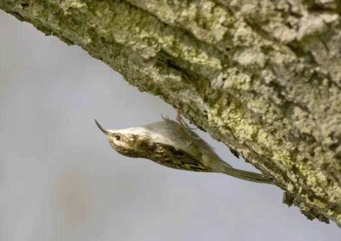 Framed Print : Treecreeper - on the underside of tree branch - Oxon - UK - April