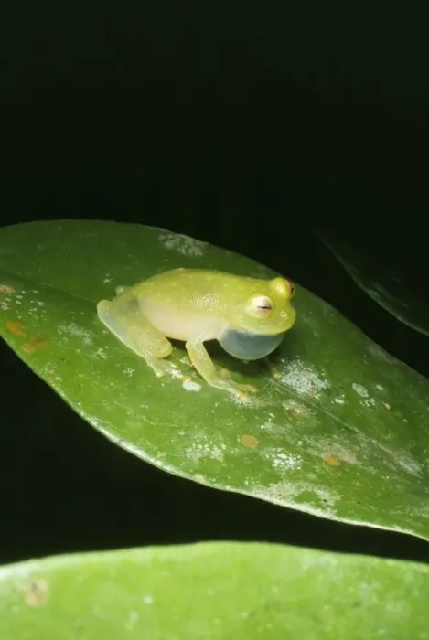 Framed Print : Treefrog - Frogs from this family are also known as Glassfrogs Panama Framed Print : Treefrog - Frogs from this family are also known as Glassfrogs Panama