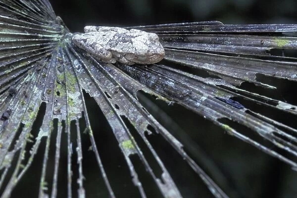 Treefrog - Los Llanos del Orinoco - Venezuela - camouflaged on a palm leaf