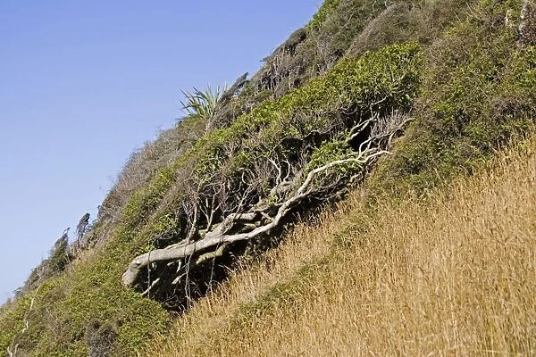 Trees bent by prevailing wind. Nugget Point the Catlins South Island New Zealand