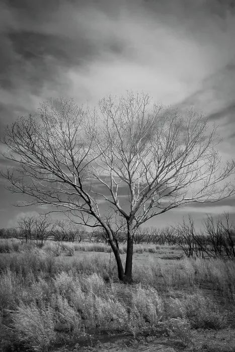 Framed Print : Trees after a control burn for eastern red cedar, Bosque del Apache, New Mexico Date: 10-06-2021 Framed Print : Trees after a control burn for eastern red cedar, Bosque del Apache, New Mexico Date: 10-06-2021