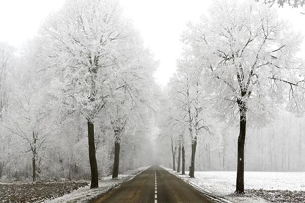 Trees - covered in frost along road. Alsace - France
