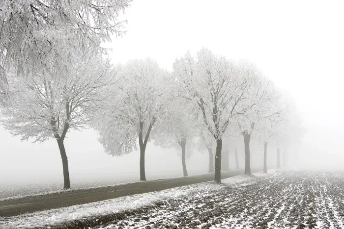 Framed Print : Trees - covered in frost along road and mist Framed Print : Trees - covered in frost along road and mist