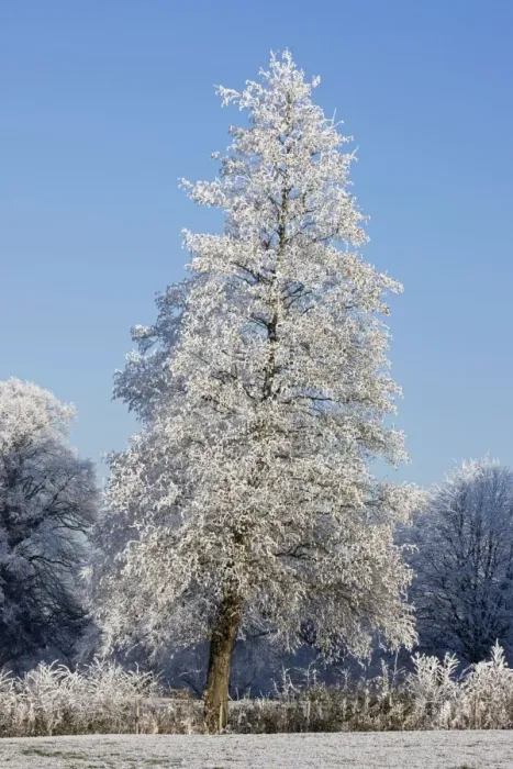 Framed Print : Trees covered in hoarfrost - Warwickshire - England Framed Print : Trees covered in hoarfrost - Warwickshire - England