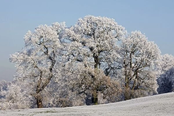 Trees covered in hoarfrost - Warwickshire - England