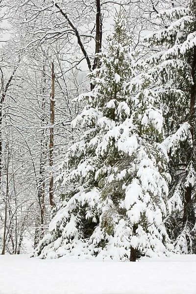 Trees covered with snow - Upstate New York - USA