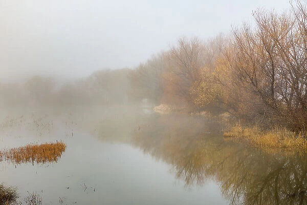 Trees on foggy morning, Bosque del Apache National Wildlife Refuge, New Mexico Date: 21-11-2019