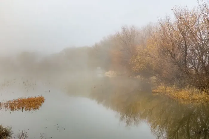 Framed Print : Trees on foggy morning, Bosque del Apache National Wildlife Refuge, New Mexico Date: 21-11-2019 Framed Print : Trees on foggy morning, Bosque del Apache National Wildlife Refuge, New Mexico Date: 21-11-2019