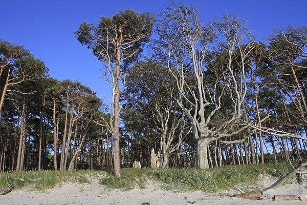 Trees on seashore - Darss Westshore National Park Vorpommerische Boddenlandschaft - Germany