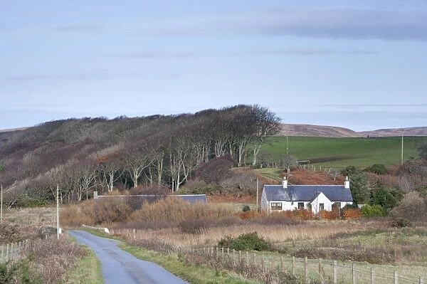 Trees shaped by wind by side of road - Islay - Scotland - UK LA005481