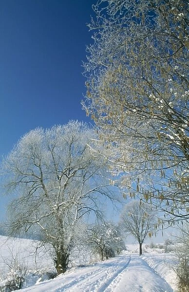 Trees in Snow Hazel (Corylus avellana) & Willow (Salix sp. ) in winter