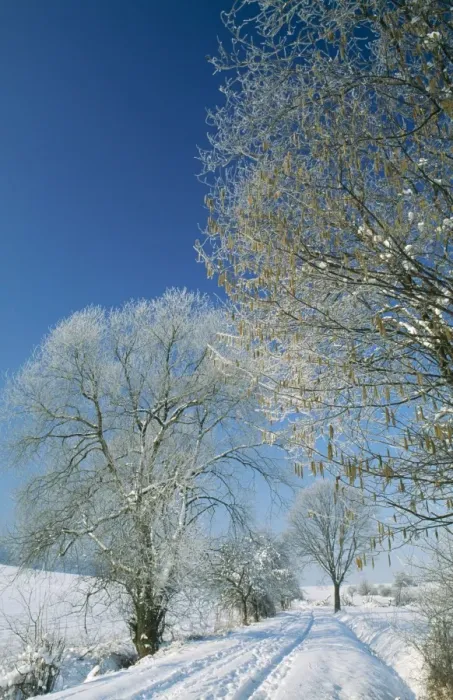 Framed Print : Trees in Snow Hazel (Corylus avellana) & Willow (Salix sp. ) in winter Framed Print : Trees in Snow Hazel (Corylus avellana) & Willow (Salix sp. ) in winter