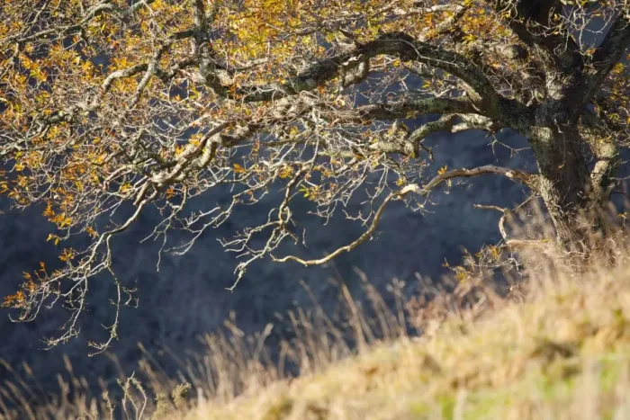 Framed Print : Trenant Wood - Autumn - Cornwall - UK