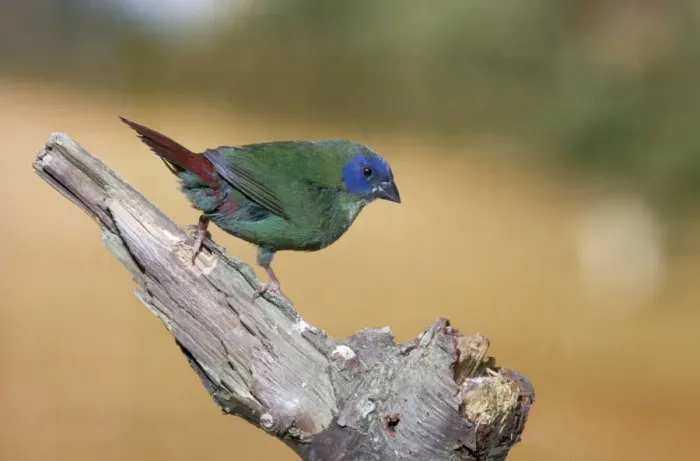 Framed Print : Tri-coloured / Blue-faced / Blue-headed Parrot Finch Framed Print : Tri-coloured / Blue-faced / Blue-headed Parrot Finch