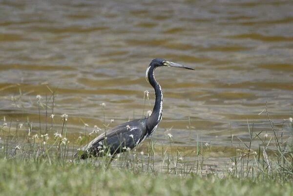 Tri-coloured Heron in breeding plumage. Common inhabitant of salt marshes and mangrove swamps of east and Gulf coasts of USA; rare along southern California coast; rare inland. Weston, Florida, USA