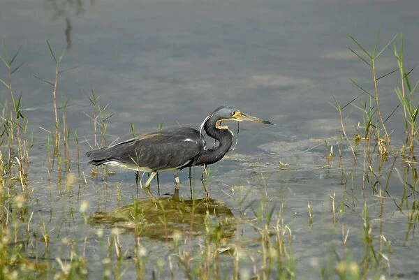 Tri-coloured Heron in breeding plumage. Common inhabitant of salt marshes and mangrove swamps of east and Gulf coasts of USA; rare along southern California coast; rare inland. Weston, Florida, USA