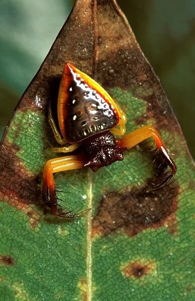 Triangular spider. It does not make a web but waits in ambush with its spiny legs adapted to capture