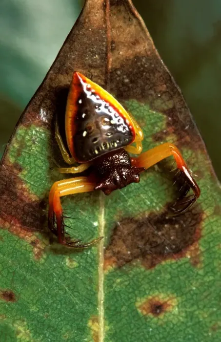 Framed Print : Triangular spider. It does not make a web but waits in ambush with its spiny legs adapted to capture Framed Print : Triangular spider. It does not make a web but waits in ambush with its spiny legs adapted to capture