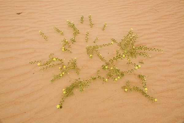 Tribulus flowers growing on sand dune - Abu Dhabi - United Arab Emirates