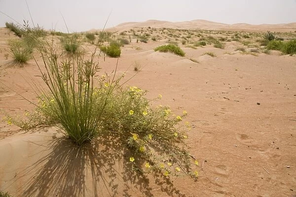 Tribulus flowers growing on sand dune - Abu Dhabi - United Arab Emirates