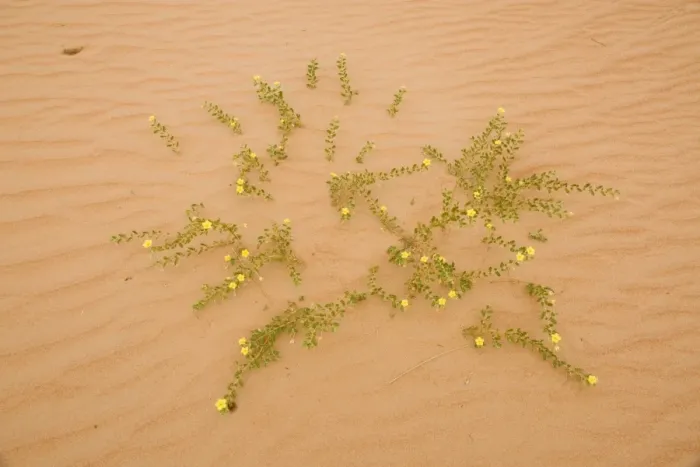 Framed Print : Tribulus flowers growing on sand dune - Abu Dhabi - United Arab Emirates Framed Print : Tribulus flowers growing on sand dune - Abu Dhabi - United Arab Emirates