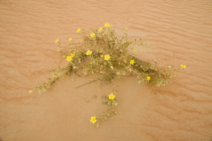 Framed Print : Tribulus flowers growing on sand dune - Abu Dhabi - United Arab Emirates Framed Print : Tribulus flowers growing on sand dune - Abu Dhabi - United Arab Emirates