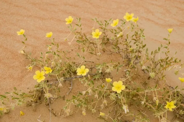Framed Print : Tribulus flowers growing on sand dune - Abu Dhabi - United Arab Emirates Framed Print : Tribulus flowers growing on sand dune - Abu Dhabi - United Arab Emirates