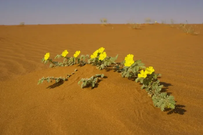 Framed Print : Tribulus zeyheri in the Namib-Naukluft National Park, Namibia Framed Print : Tribulus zeyheri in the Namib-Naukluft National Park, Namibia