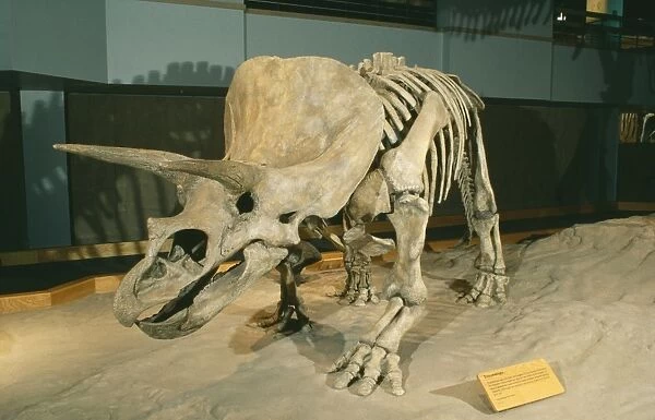 Triceratops Dinosaur - Late Cretaceous. Display at Royal Tyrell Museum of Paleontology Alberta, Canada