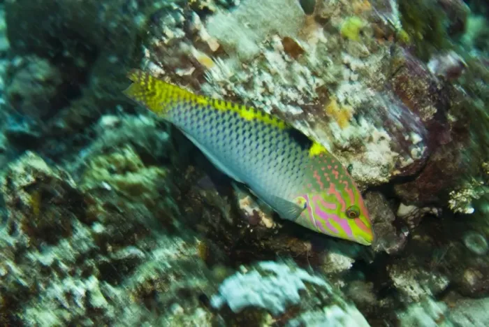 Framed Print : Tricolor Wrasse - Uncommon and hard to photograph - Papua New Guinea Framed Print : Tricolor Wrasse - Uncommon and hard to photograph - Papua New Guinea