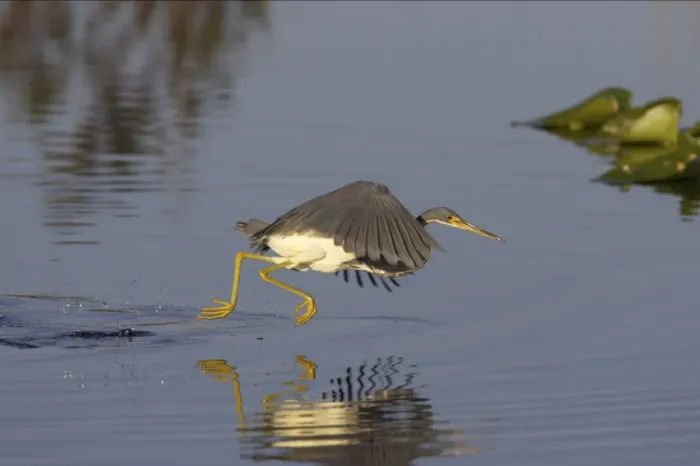 Framed Print : Tricolored Heron - dip feeding Orlando Wetlands, florida, USA BI000803 Framed Print : Tricolored Heron - dip feeding Orlando Wetlands, florida, USA BI000803