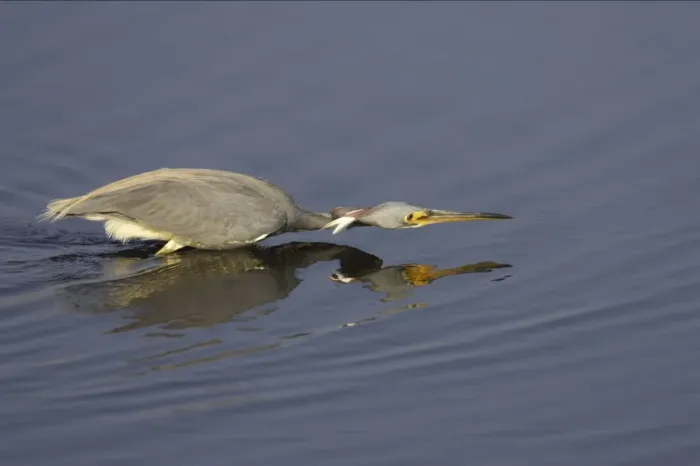 Framed Print : Tricolored Heron - hunting for fish Merrit Island NWR, florida, USA BI000725 Framed Print : Tricolored Heron - hunting for fish Merrit Island NWR, florida, USA BI000725