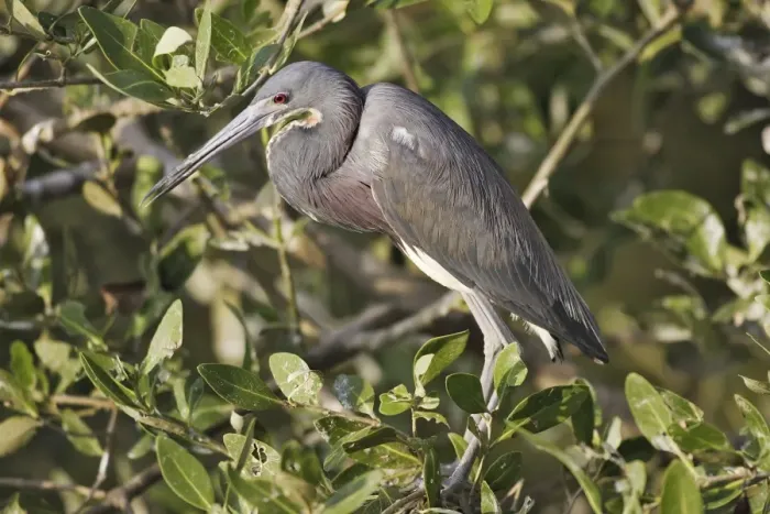 Framed Print : Tricolored Heron. Venezuela Framed Print : Tricolored Heron. Venezuela