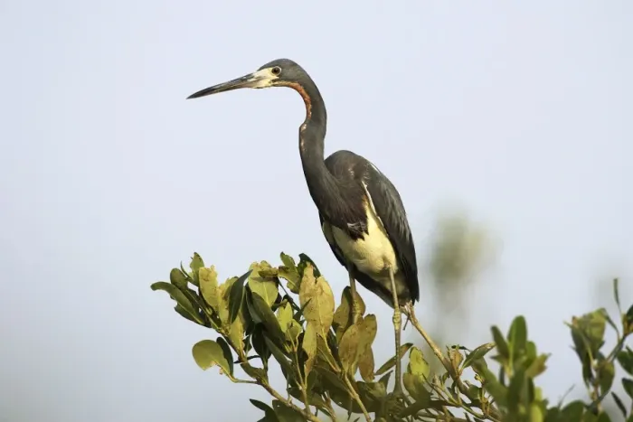 Framed Print : Tricolored Heron. Venezuela Framed Print : Tricolored Heron. Venezuela