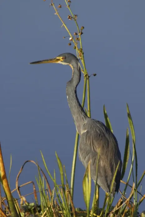Framed Print : Tricolored Heron Viera Wetlands, florida, USA BI000795 Framed Print : Tricolored Heron Viera Wetlands, florida, USA BI000795