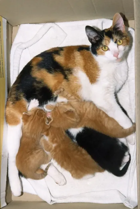 Framed Print : Tricolour Cat - with kittens feeding Framed Print : Tricolour Cat - with kittens feeding