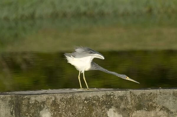 Tricoloured Heron - stretching neck and wings - on wall at water treatment plant - Tobago