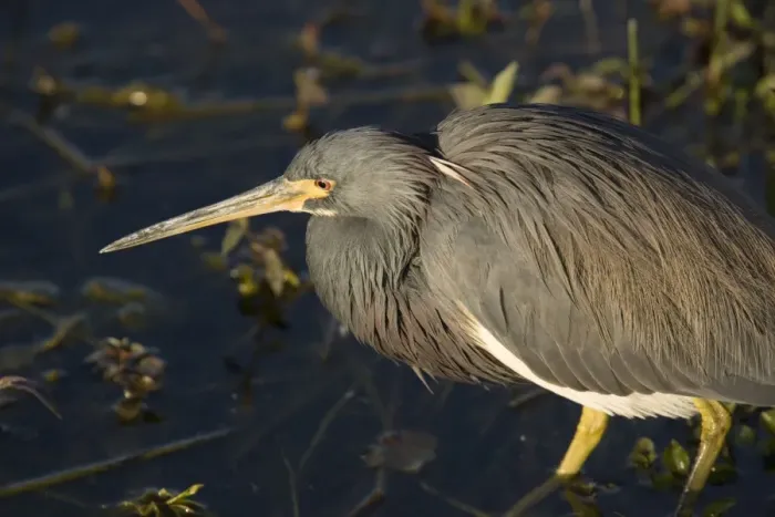 Framed Print : Tricoloured Heron - In water. USA Framed Print : Tricoloured Heron - In water. USA