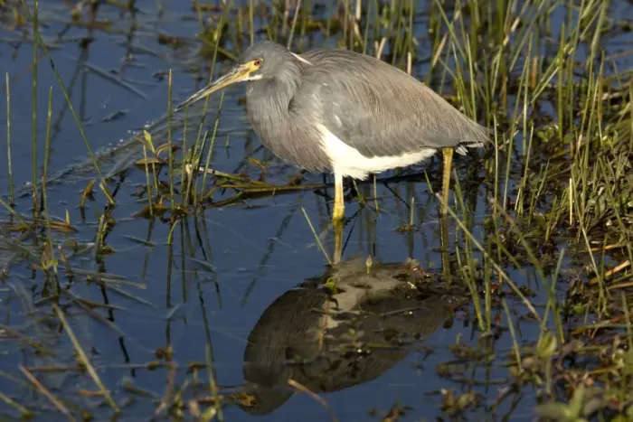 Framed Print : Tricoloured Heron - In water. USA Framed Print : Tricoloured Heron - In water. USA