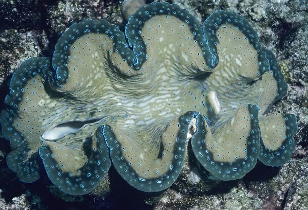 Tridacna  /  Small Giant CLAM - showing incurrent and excurrent siphon valves. The pigmentation of the mantle is caused by iridophores - pigment cells. It feeds on algae