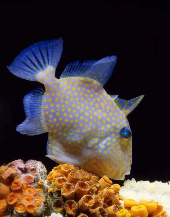 Framed Print : Trigger Fish Framed Print : Trigger Fish