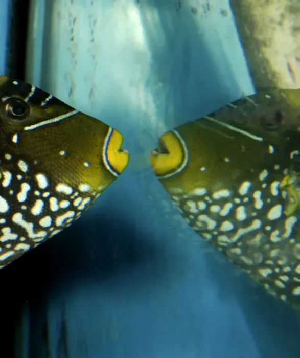 Framed Print : Triggerfish attacking its own reflection Framed Print : Triggerfish attacking its own reflection