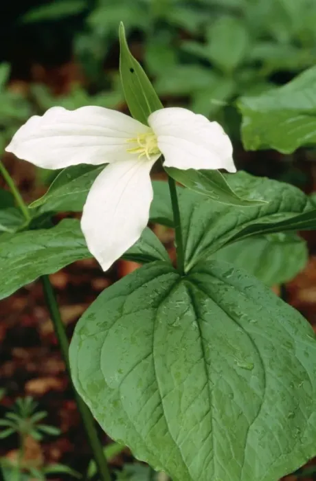 Framed Print : Trillium. DAD-694. Trillium. Trillium grandiflorum Framed Print : Trillium. DAD-694. Trillium. Trillium grandiflorum
