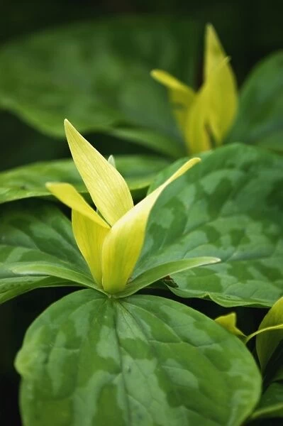 Trillium chloropetalum - a herbaceous perennial that likes moist shady sites. Kent garden, UK. May