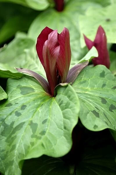 Trillium sessile - Upright scented flowers appear in early Spring. Kent, UK. April