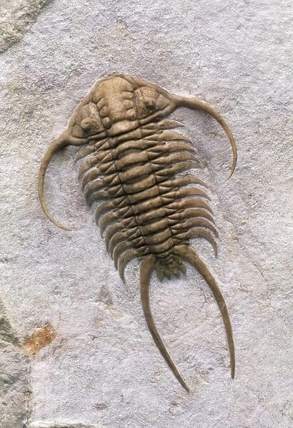 Trilobite Fossil - Mid Ordovician. Total length 12. 5 cm Wolchow River, Russia