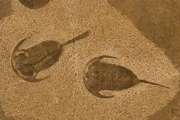 Trilobite Fossil - Russia - Cambrian