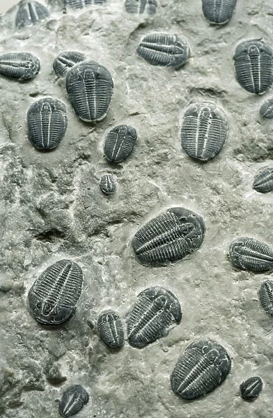 Trilobites Fossil - Cambrian Period