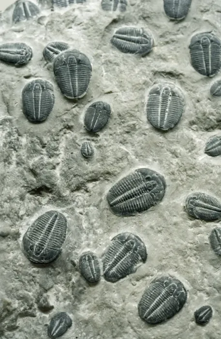 Framed Print : Trilobites Fossil - Cambrian Period Framed Print : Trilobites Fossil - Cambrian Period